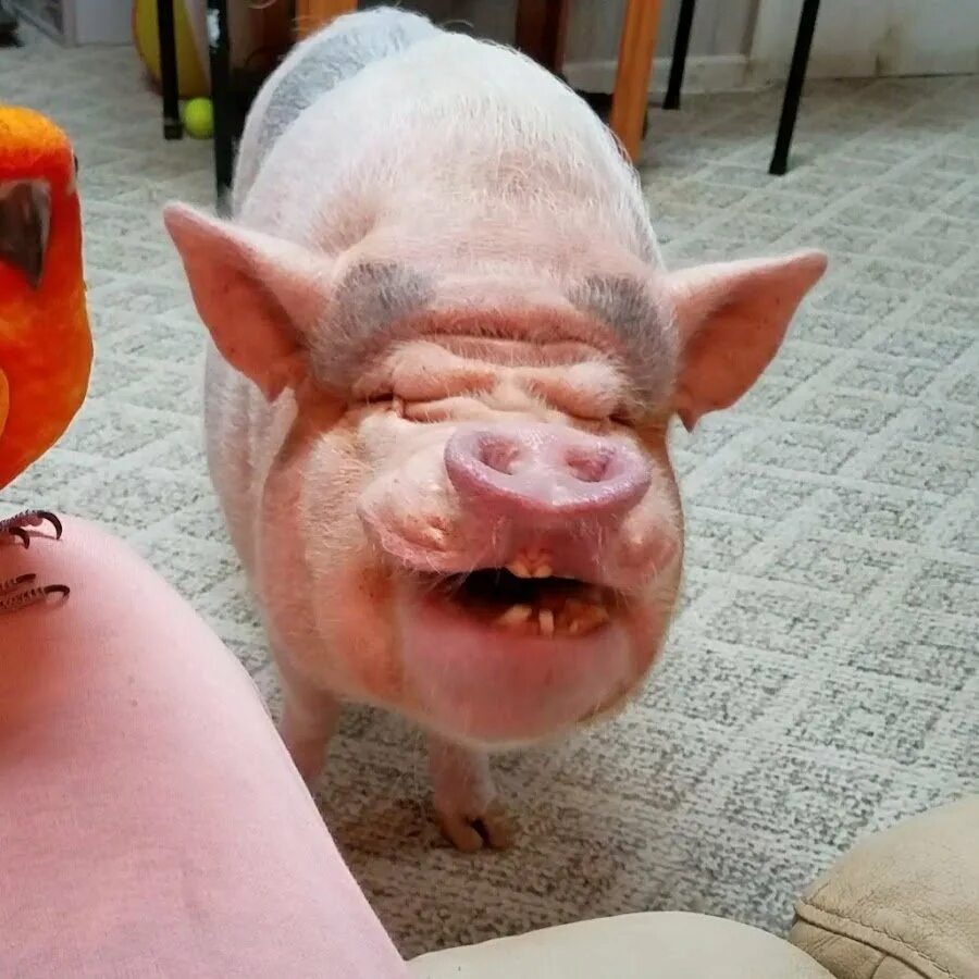 Поросенок. Веселая свинья. Свинья улыбается. Поросенок улыбается. Свинка улыбается.
