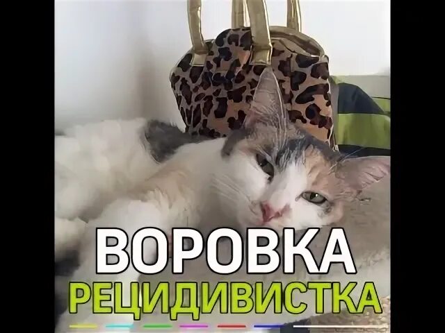 Кошка воровка