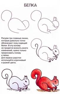 Рисуем белочку поэтапно