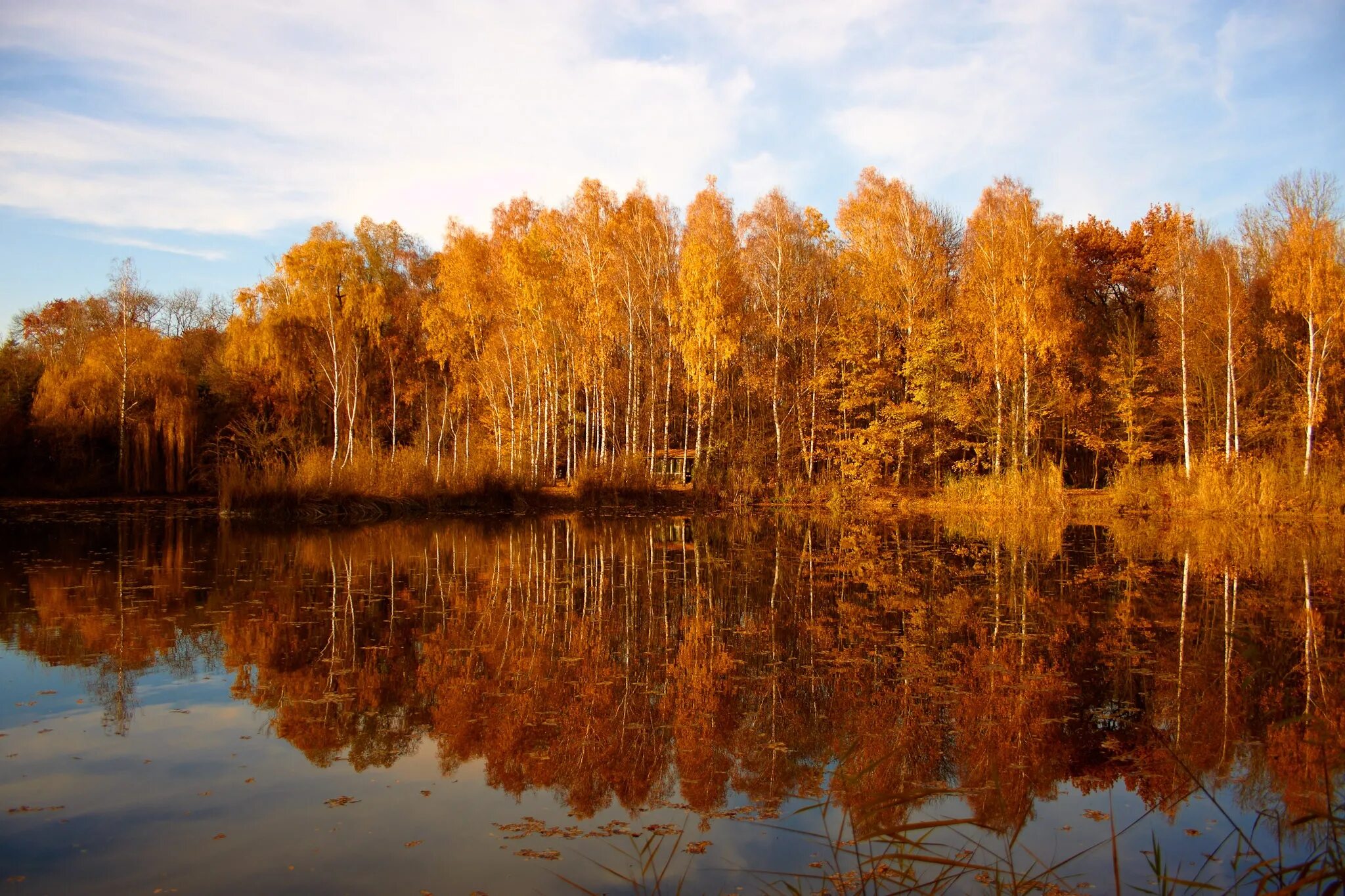 Может ли вас взволновать красота осеннего леса. Коричневое озеро. Пейзаж в золотистых тонах. Зеркальная панорама осеннего леса. Красивый пейзаж с золотистым оттенком.