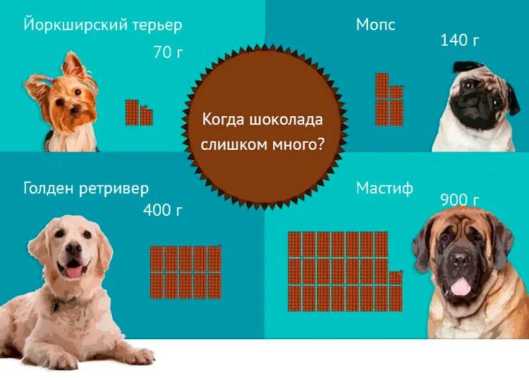 Что опасно есть собакам. Шоколад для собак. насколько вреден шоколад собакам.