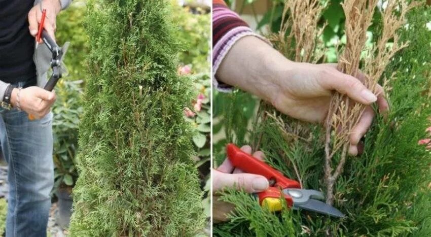 Мастер-класс: топиарная стрижка туи Outdoor, Master