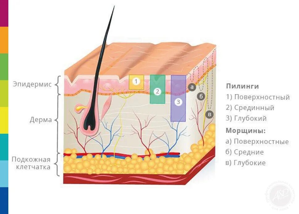 Тыквенный пилинг основной dermaquest. Гель пилинг гликолево молочный мезофарм. Алмазная микродермабразия лица протокол процедуры. Классификация пилингов. Названия пилингов.