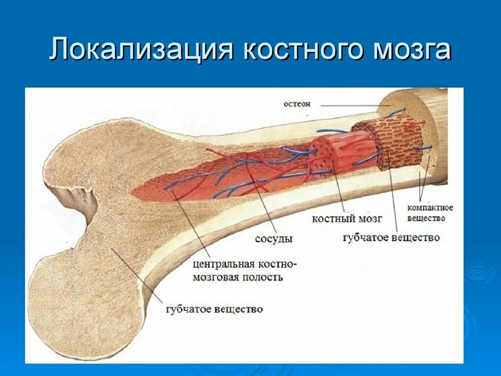 Строение трубчатой кости человека. Костная ткань кортикальная пластина. Строение трубчатой кости. Состав и строение костей. Строение кости диафиз эпифиз.