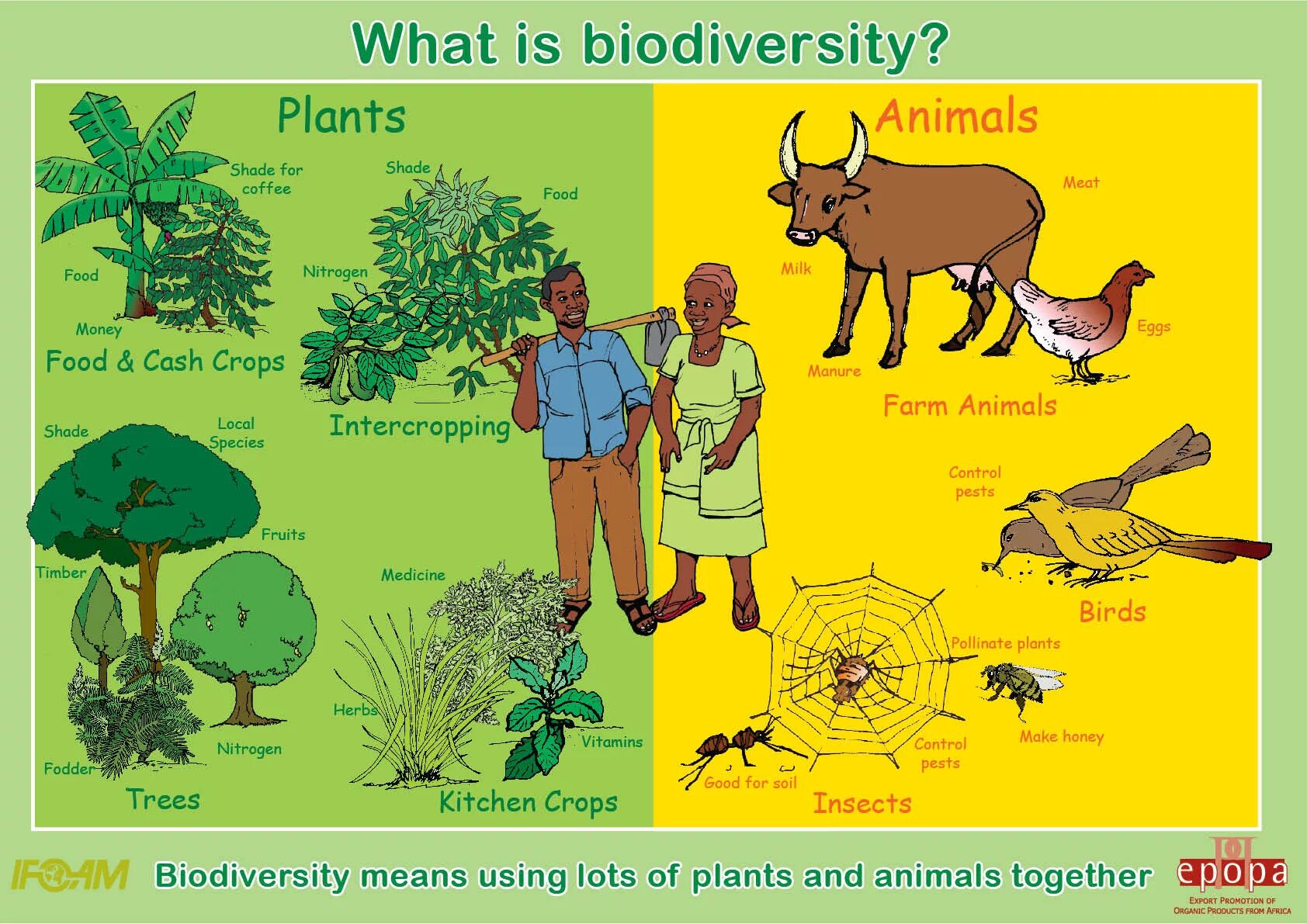 Биоразнообразие и человек. What is Biodiversity. Биоразнообразие это в экологии. Растения животные человек.