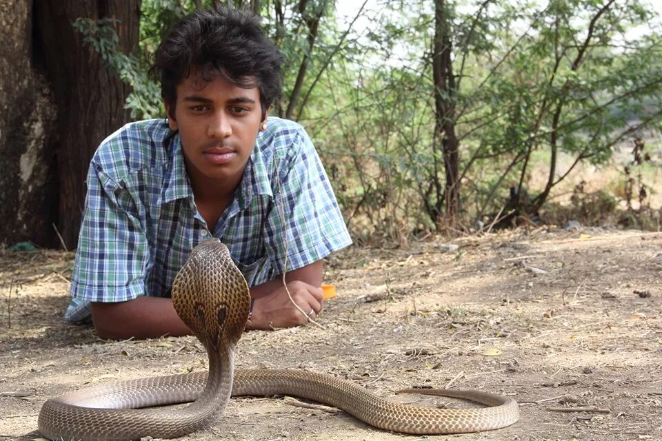 Змеи живут в индии. Индийская Королевская Кобра. Королевская Кобра и человек. Змеи кобры.