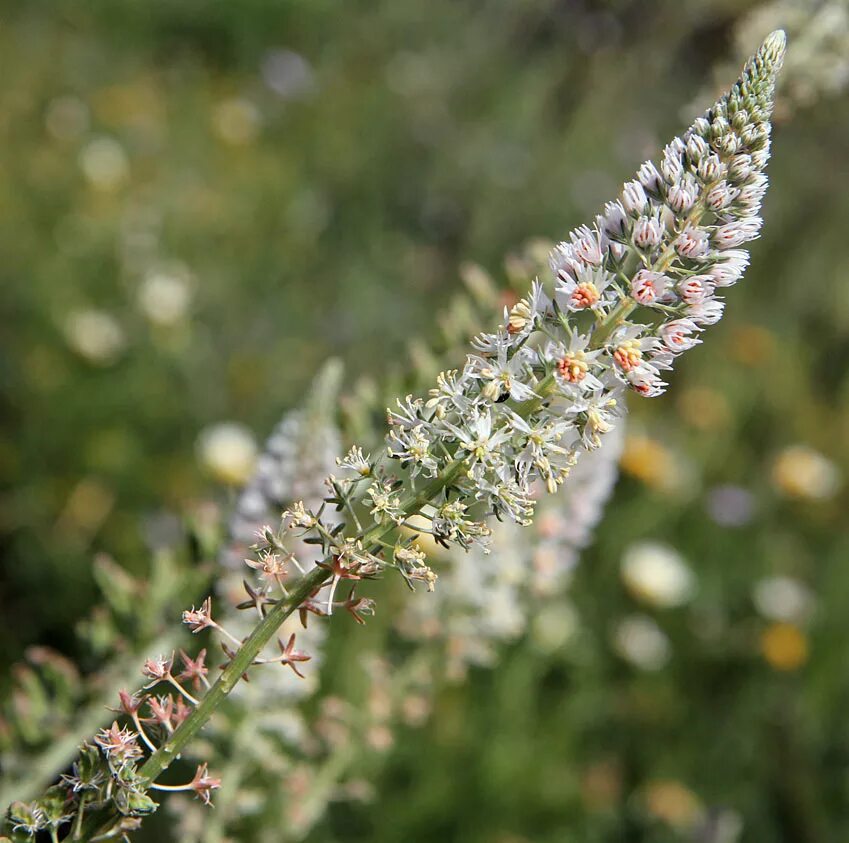 Резеда Полевая. Резеда белая. Резеда цветок. Reseda odorata. Резеда мин