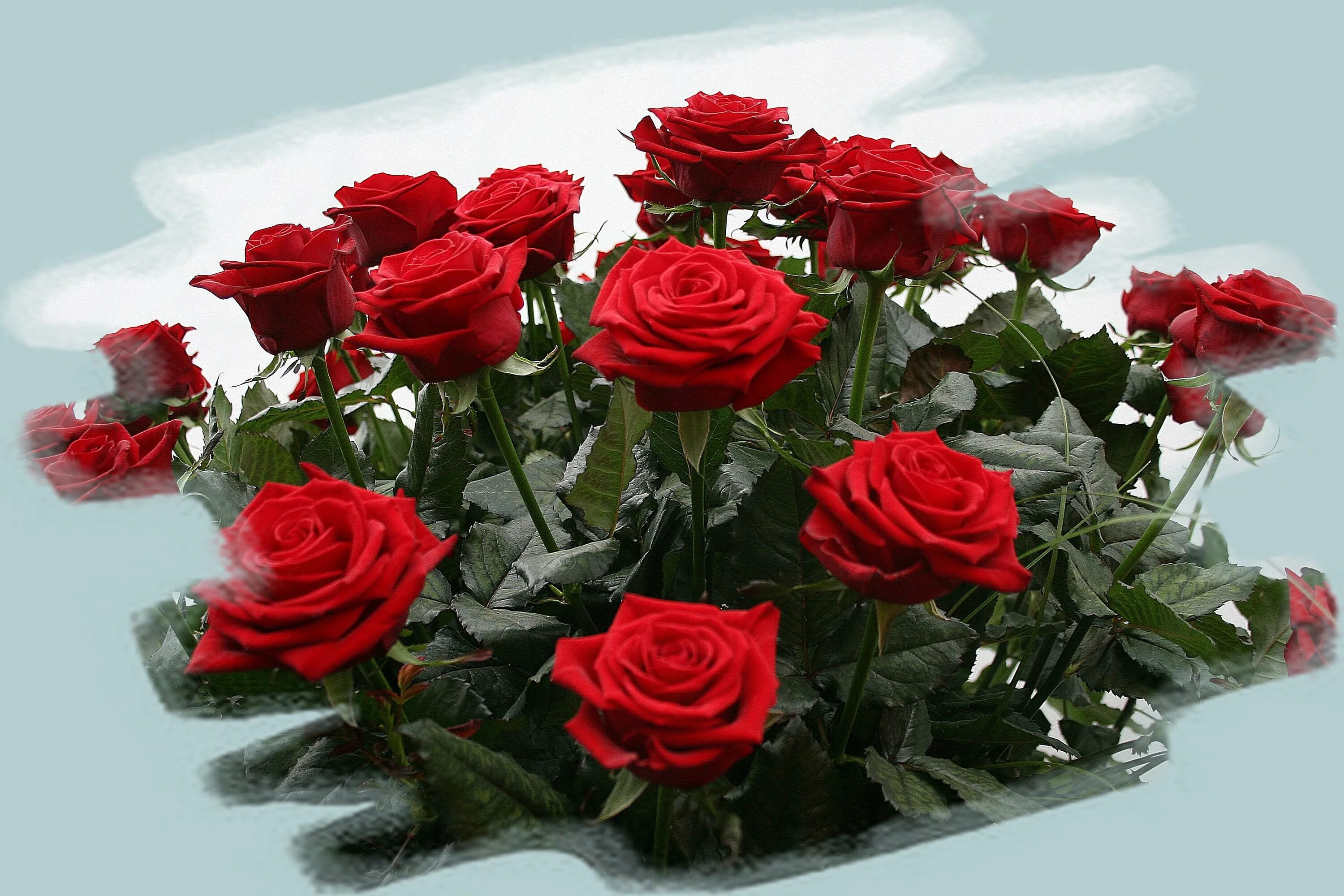 Красивые картинки с цветами и надписями. Шикарные цветы. Красивый букет роз. Розы для тебя. Букет цветов для тебя.