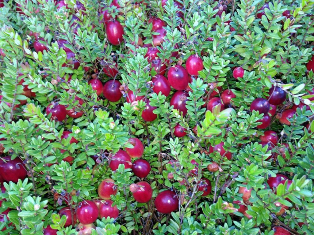 Клюква крупноплодная Pilgrim. Vaccinium macrocarpon 'Pilgrim'. Cranberries (Vaccinium macrocarpon).