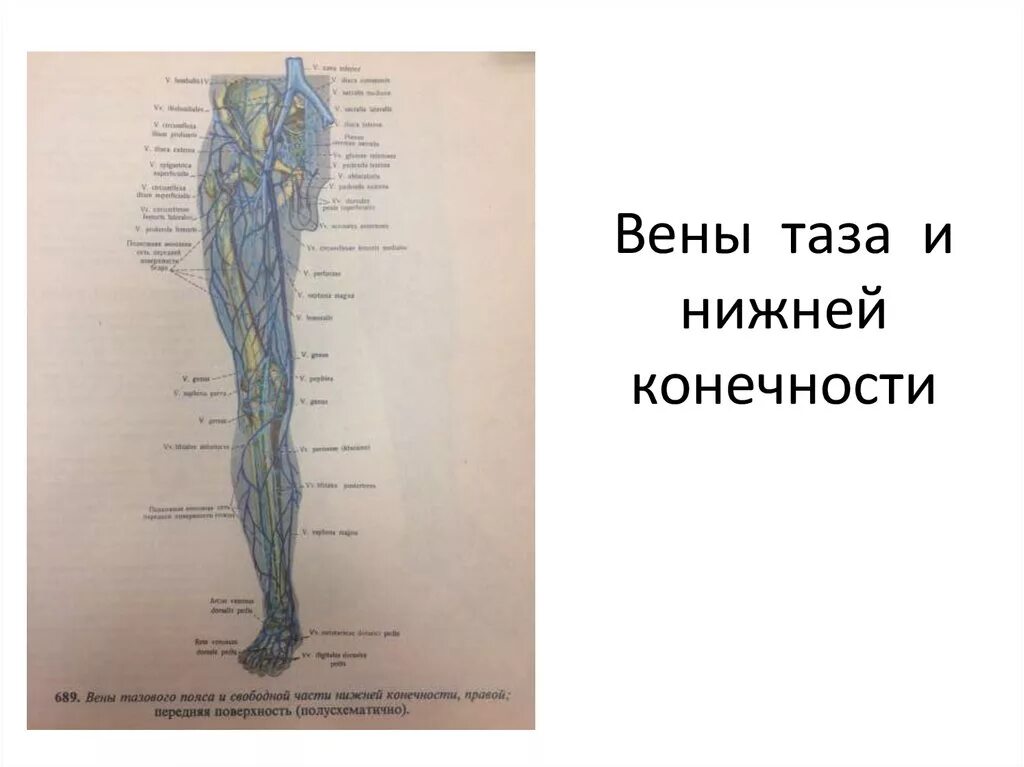 Карта вен нижних конечностей. Вены нижней конечности и тазового пояса. Вены конечностей анатомия. Вены таза и нижних конечностей. Ваены таза и нижних конечностей.