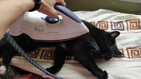 Кота гладить приятно