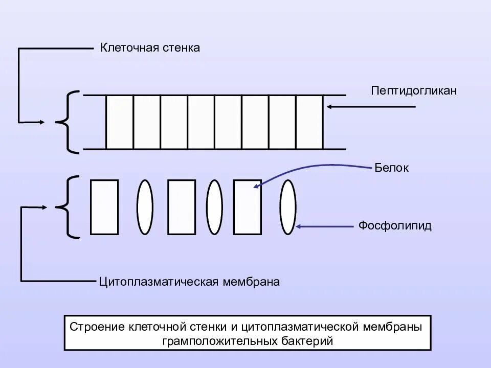 Клеточная стенка и мембрана бактерий. Строение клеточной стенки и цитоплазматической мембраны. Структура цитоплазматической мембраны и клеточной стенки бактерий. Строение клеточной стенки. Клеточная стенка грамположительных бактерий.