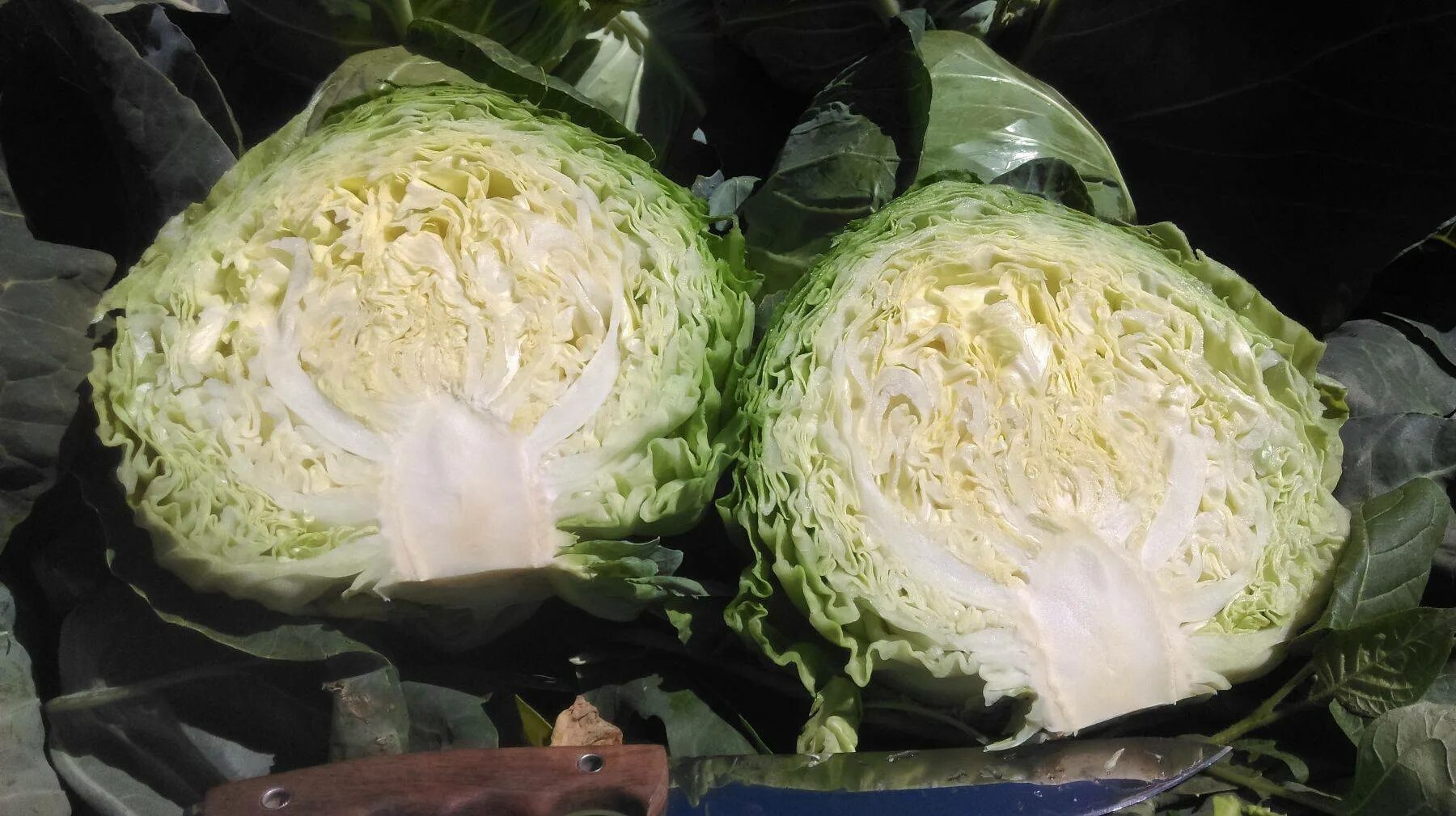 Капуста чамча из белокочанной капусты. Кочерыжка от капусты. капуста белокочанная етма. кочан капусты. ранняя капуста в разрезе.
