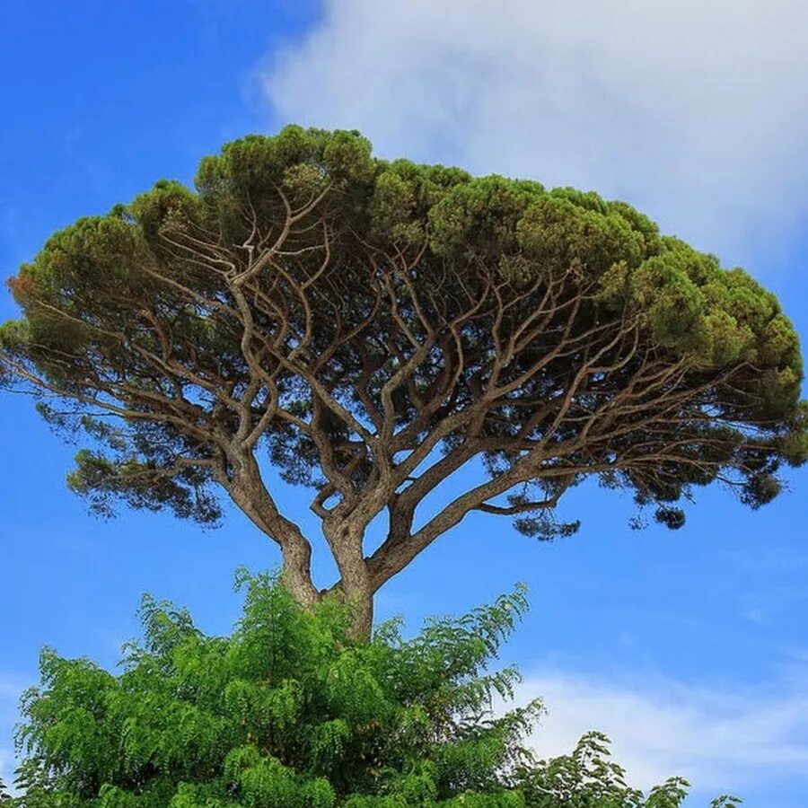 Пиния дерево фото : Umbrella Tree