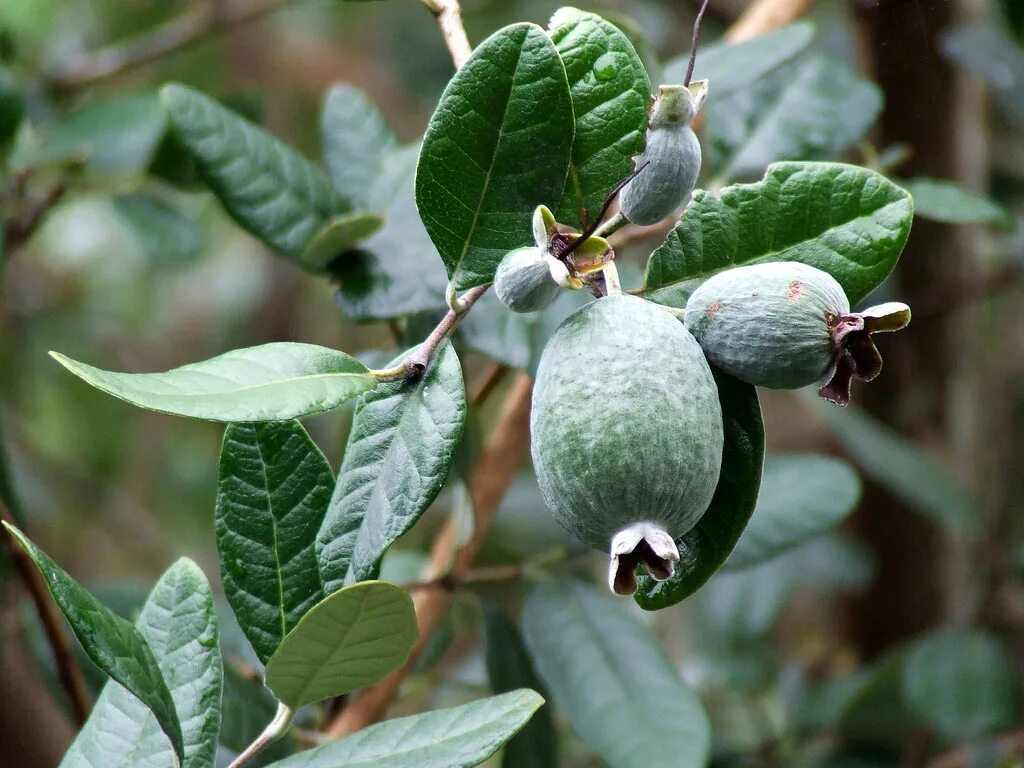 Фейхоа растение. Фейхоа это гибрид. Feijoa sellowiana. Фейхоа плоды на дереве. Фейхоа 4