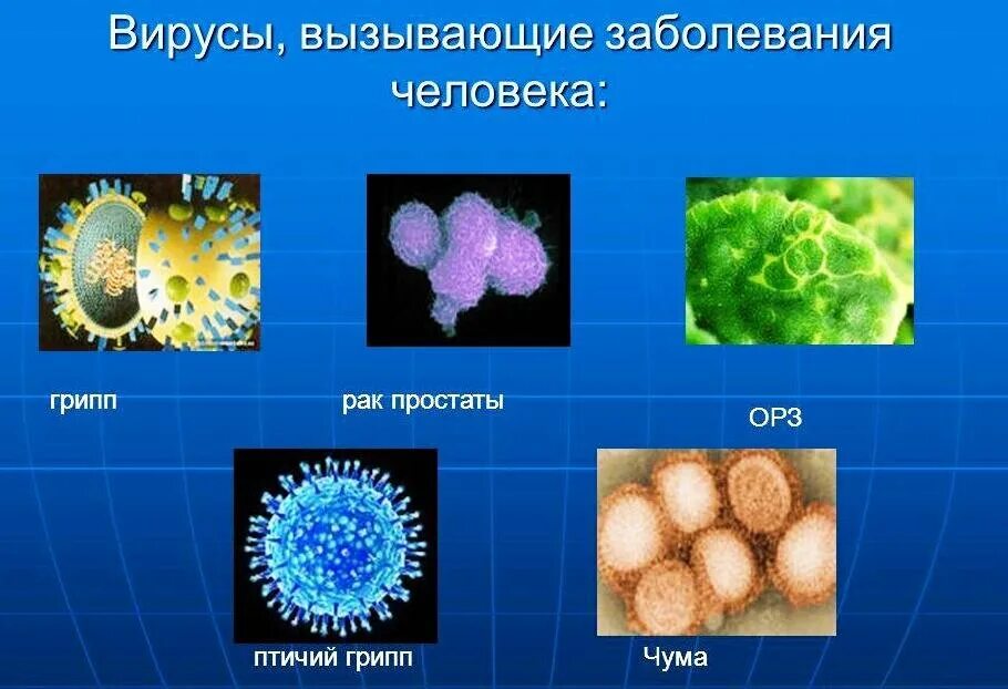 Презентация многообразие бактерий и вирусов. Вирусные заболевания. Виды вирусов. Виды вирусов человека. Вирусы названия.