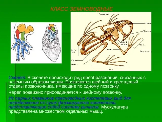 Характеристика опорно двигательной системы млекопитающих. Опорно двигательная система лягушки скелет. Строение опорно двигательной системы земноводных. Опорно двигательная система земноводных 7 класс. Опорно двигательная система земноводных таблица.