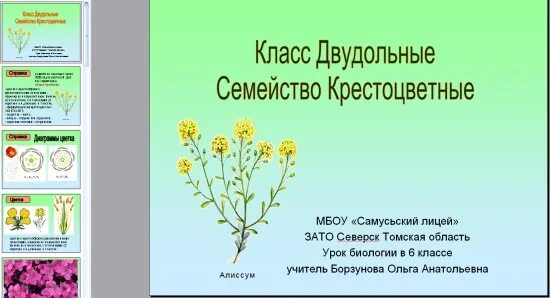 Презентация на тему "Семейство Крестоцветные" Биология