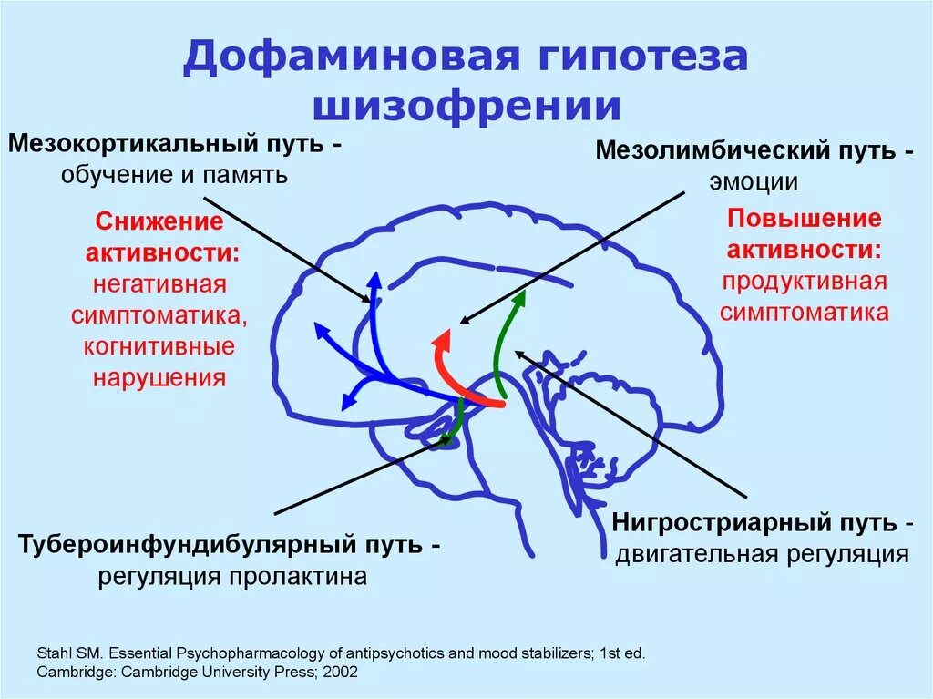 Депрессия головного мозга. Дофаминергическая система головного мозга. Дофаминовая гипотеза шизофрении. Дофаминергические структуры мозга. Мезокортикальный путь дофамина.