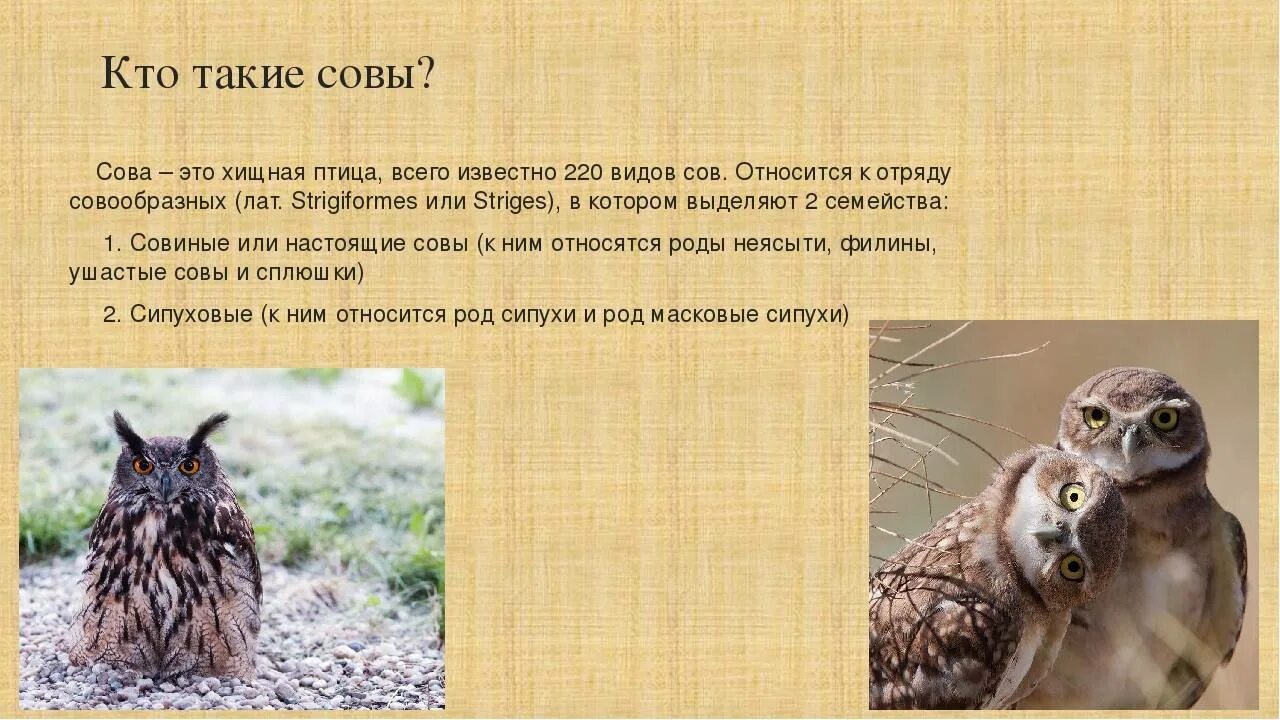 К какому типу относится сова. К какому типу относится сова