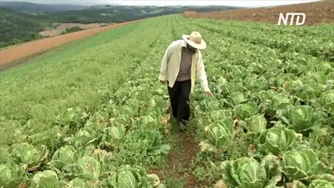 Бразилия первое место по производству