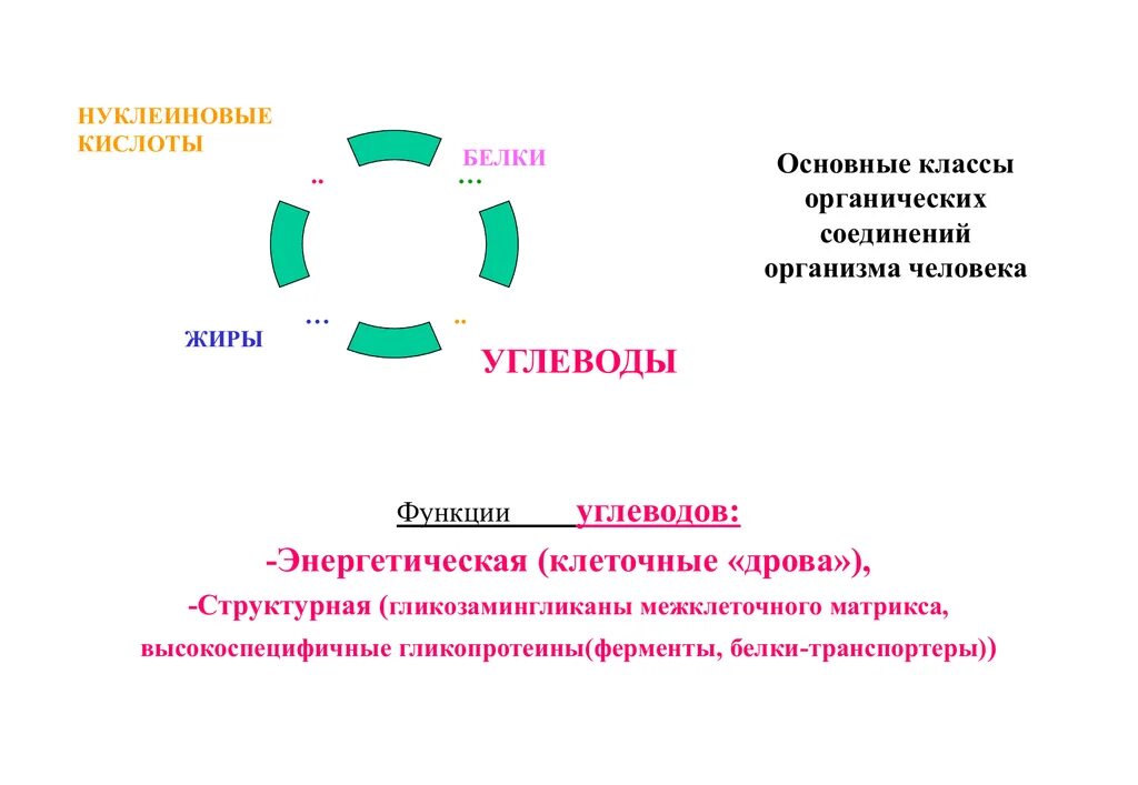 Функции нуклеиновых кислот углеводов. Классы органический веществ белки жиры углеводы и. Белки жиры углеводы ферменты. Функции углеводов в организме человека. Ферменты это высокоспецифичные.