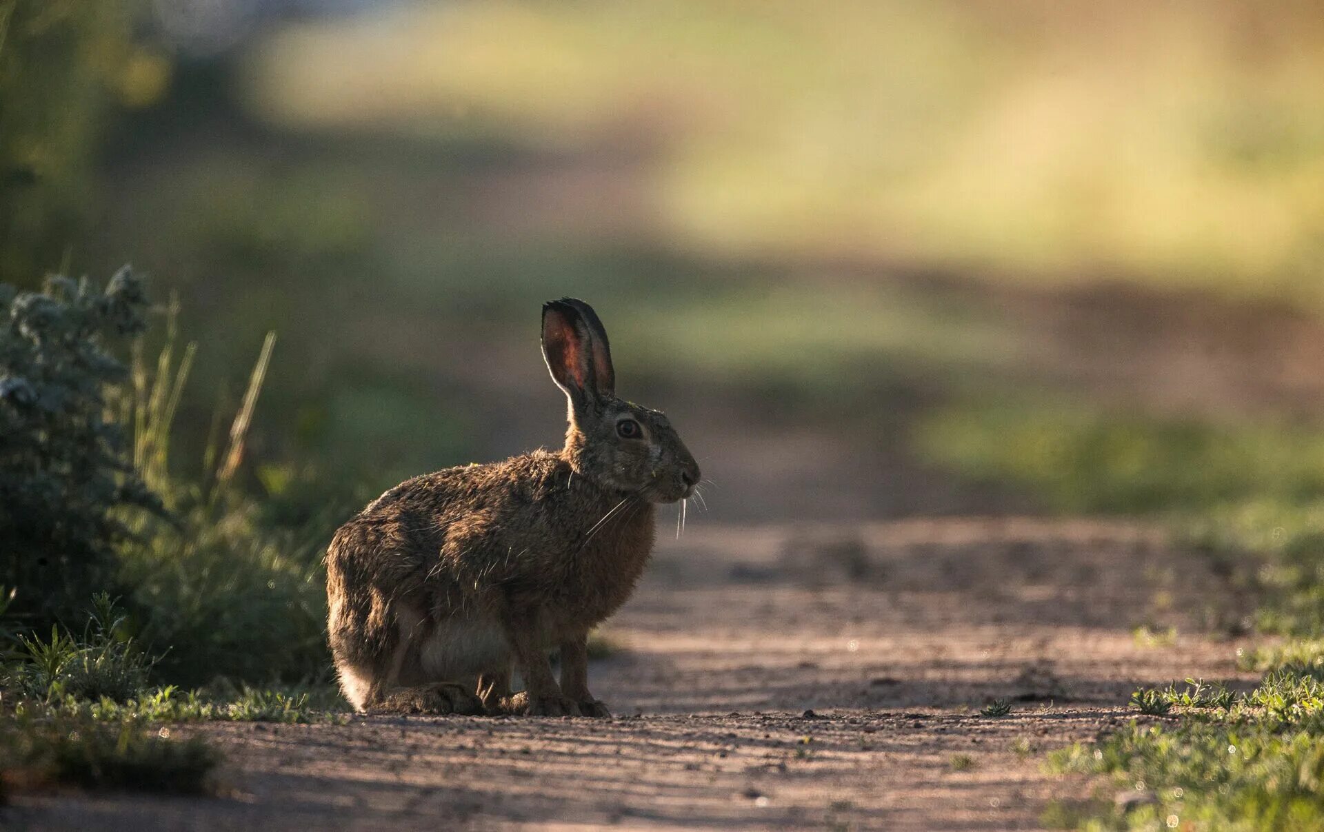 Заяц-Русак. Заяц на дороге. Заяц на тропинке. Лежачий заяц.