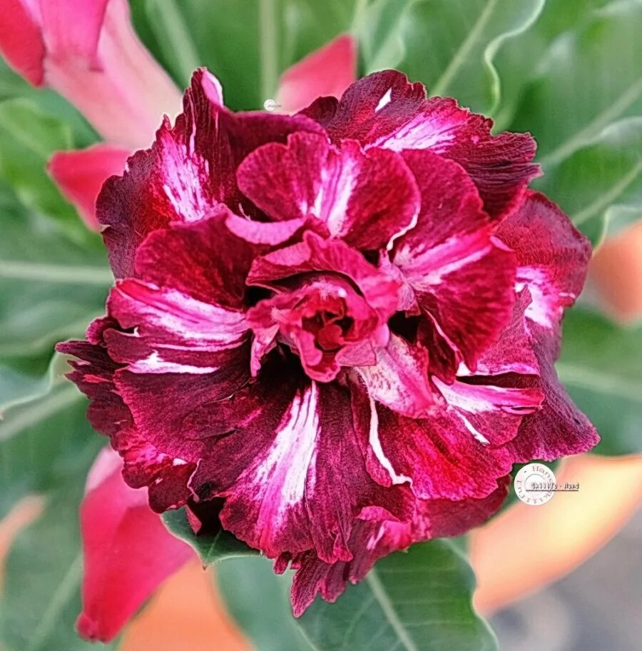 Адениум obesum triple. Adenium obesum triple flower. Адениум triple formoza. Адениум розовый махровый. Адениум белый махровый.