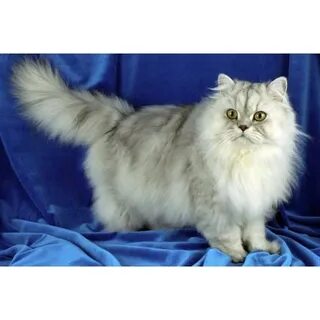 Перс сведения сроки