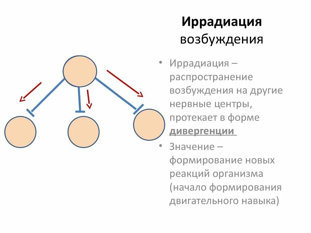 Иррадиация торможения. Схема иррадиации возбуждения в цнс. иррадиация физиология схема. иррадиация возбуждения. принцип иррадиации.