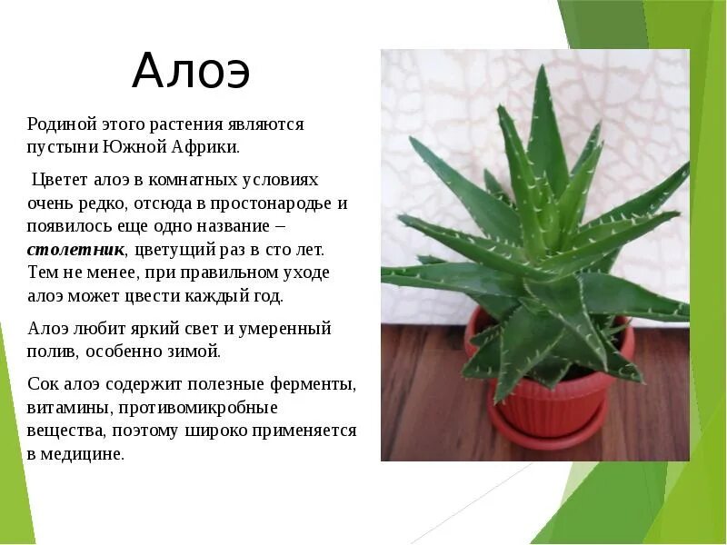 Сообщение о комнатных растениях в моем доме. Сообщение о комнатных растениях в моем доме