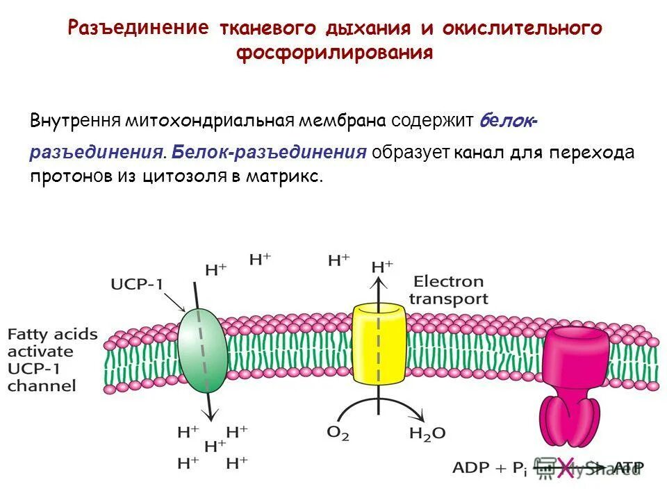 Окислительное фосфорилирование транспорт электронов