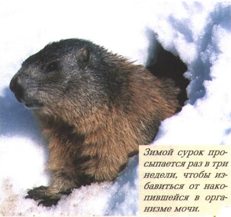 Впадает ли бобр в спячку зимой. Альпийский сурок (Байбак). Сурок в спячке зимой. Сурок зимой. Сурок весной.