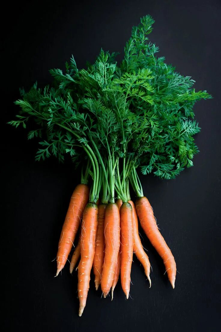 Carrot vegetable. Морковь. Ботва морковь Каротель. Моркко. Красивая морковь.