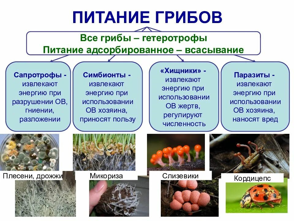 Какую роль в сообществе играют гетеротрофные организмы. Грибы сапротрофы Тип питания. Питание грибов сапротрофы паразиты хищники. Класс грибов сапротрофы. Сапротрофы паразиты симбионты.