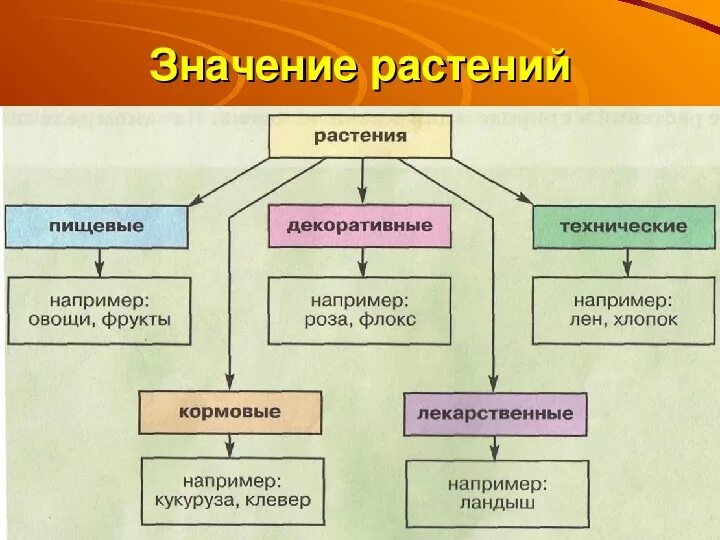 Биология 5 класс значение растений в природе. Значение растений презентация. Значение растений для человека. Значение растений таблица. Биологическое значение растений.