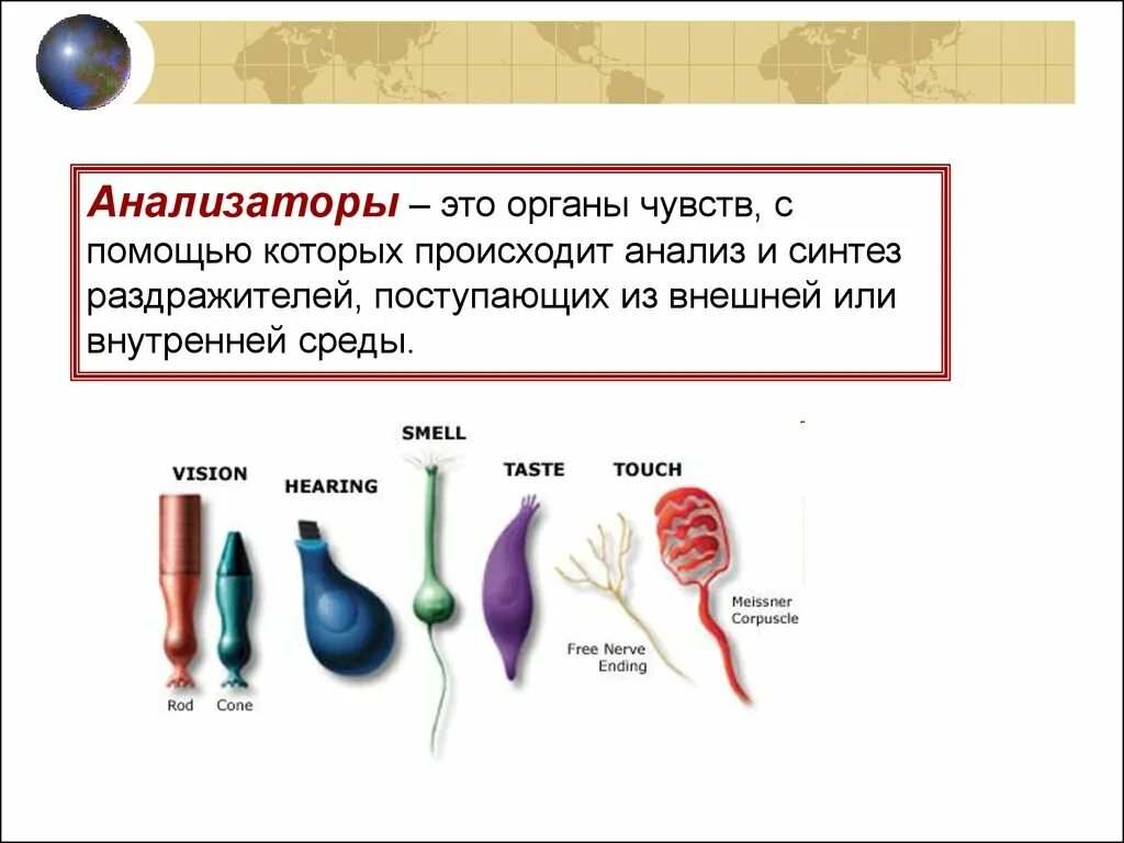 Презентация анализаторы органы чувств. Анализаторы физиология человека. Физиология анализаторов презентация. Анализаторы органы чувств. Физиология анализаторов физиология.