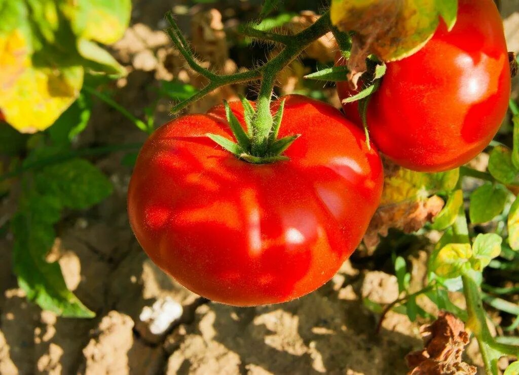 M tomato