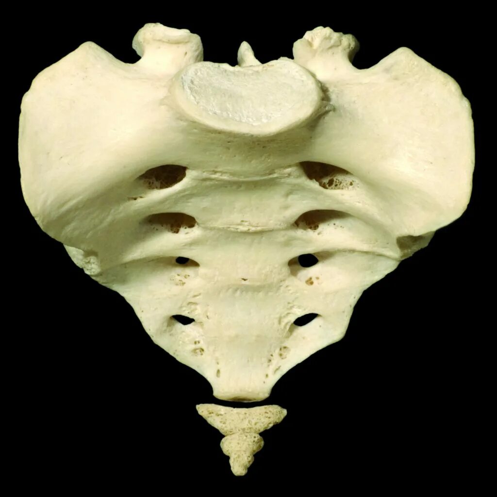 Крестец анатомия. Foramina sacralia pelvina. Крестец анатомия скелет. Vertebrae os Sacrum.