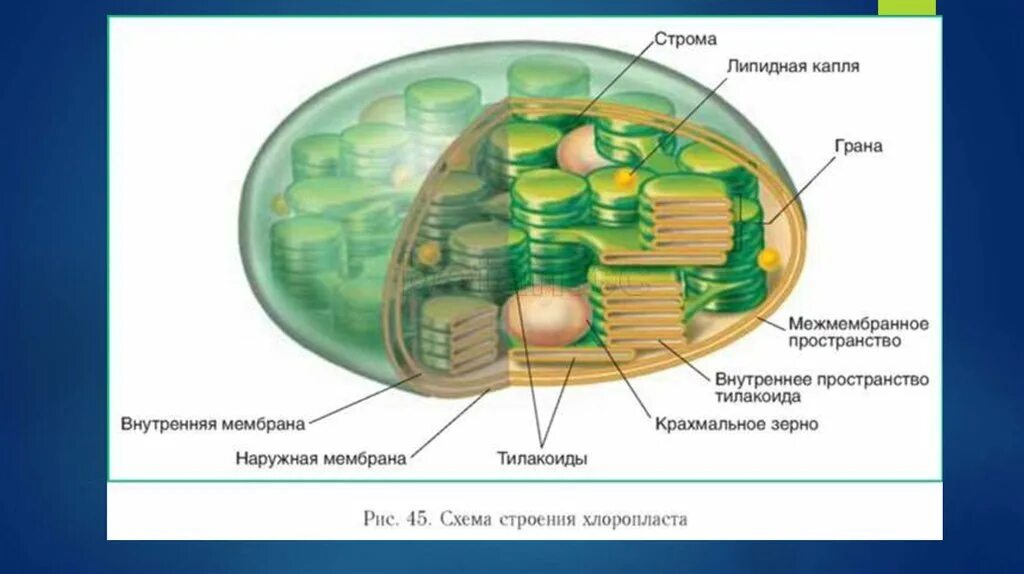 Содержит тилакоиды гран. Содержит тилакоиды гран