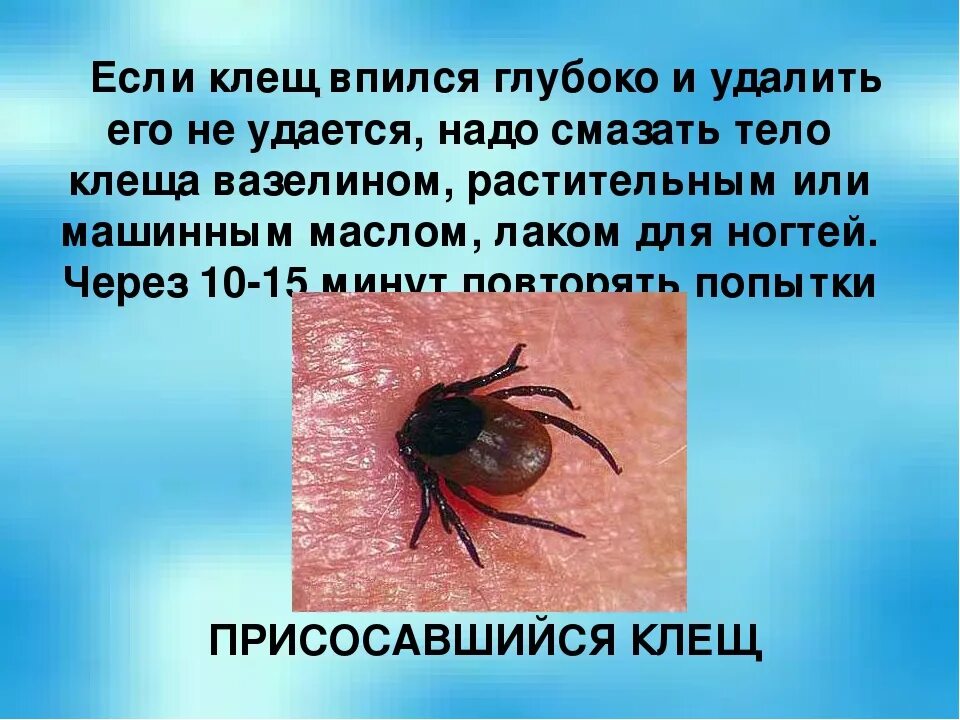 Зачем нужны клещи