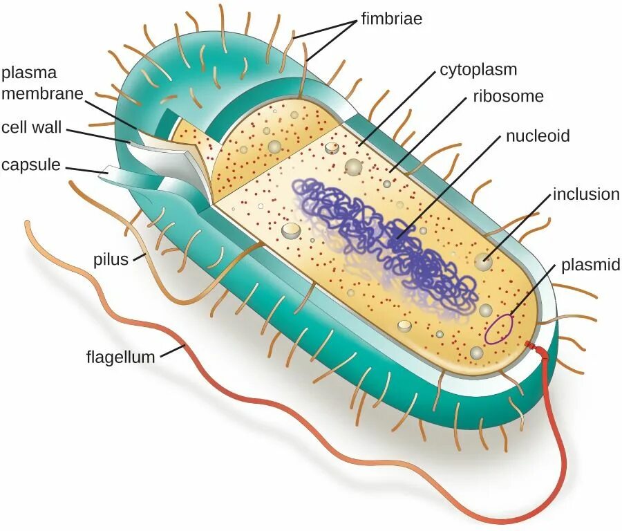 Phagen: Mögliche Alternative zu wirkungslosen Antibiotika? Mikroorganismen, Anat