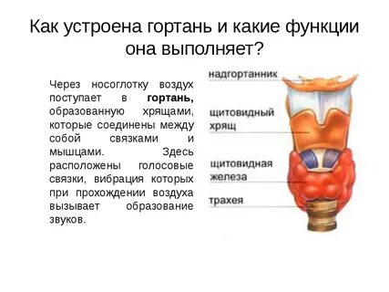 Какие функции выполняют хрящи
