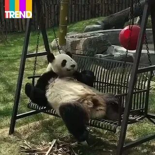 Панды видео смешные