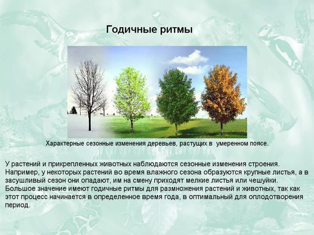 Изменения в природе летом 5 класс биология. Сезонные изменения в жизни растений. Сезонные ритмы у растений и животных. Годичные ритмы растений. Сезонные биоритмы природы.