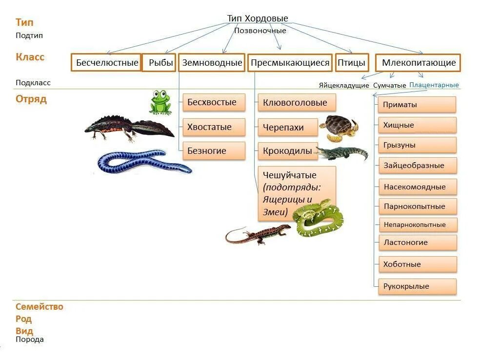 Пресмыкающиеся таксон. Царство животные Тип Хордовые схема. Тип Хордовые классификация рыб таблица. Классификация позвоночных животных. Земноводные класс, Подтип, Тип.