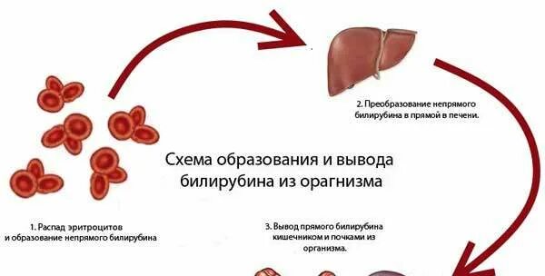 Билирубин как быстро. Норма непрямого билирубина в крови. повышение непрямого билирубина. выведение билирубина. билирубин в крови общий прямой непрямой.