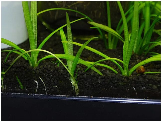 цветы в аквариуме. высаживание аквариумных растений. стеклянный аквариум для цветов. палюдариум тропики. стаканчики для аквариумных растений.