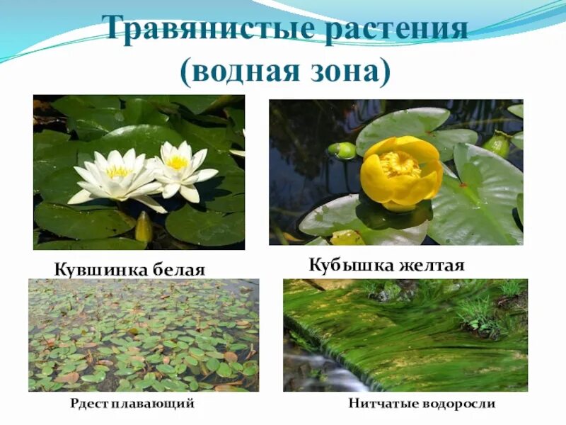 Водное травянистое растение. Растения гидрофиты. Наземно водные растения. Кувшинка травянистое растение. Список водных растений