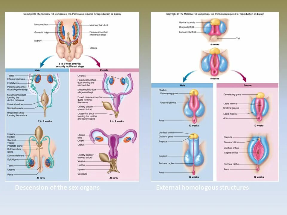 Репродуктивная система. Половая система человека. Половая система для детей. Женская половая система анатомия презентация.
